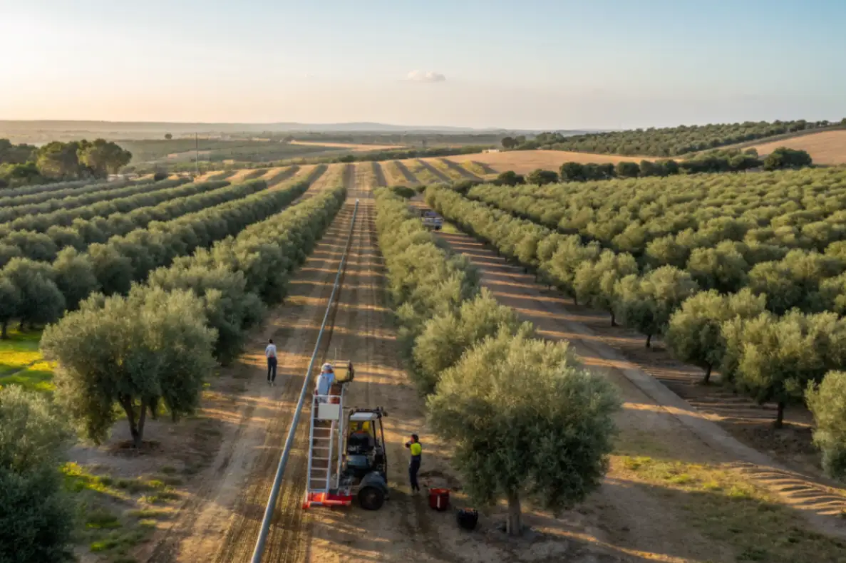 Olivais superintensivos e crescimento do azeite em Portugal